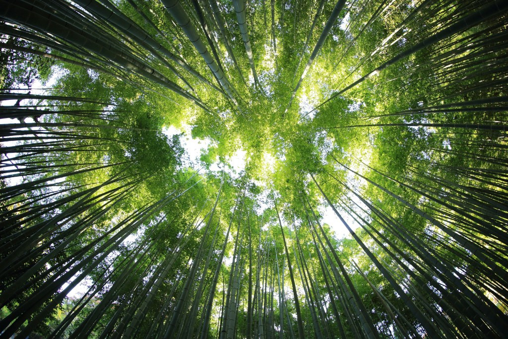 environment